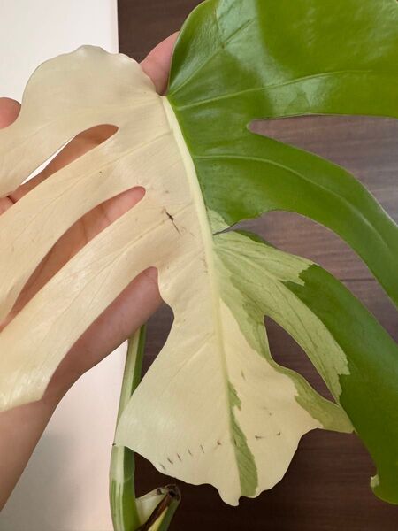 最高級 大株 モンステラ斑入り デリシオーサ ボルシギアナ Monstera ホワイトタイガー ハーフムーン トップカット