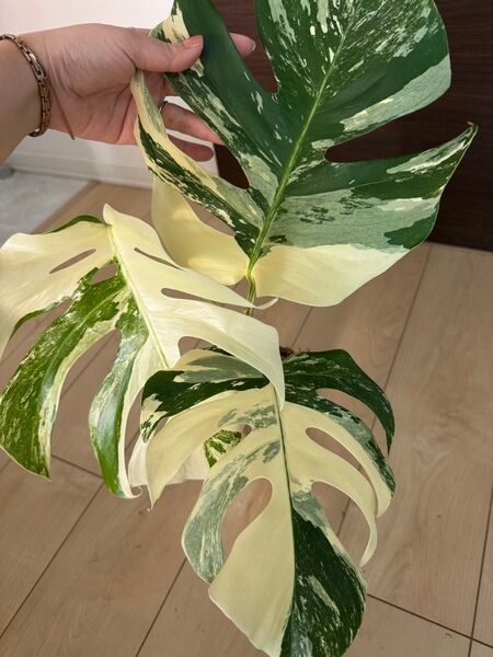 特大葉30センチ モンステラ ボルシギアナ斑入り ボルシギアナ 極斑入り ホワイト タイガー 1鉢 Monstera Variga