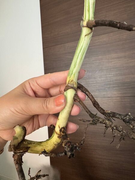 【発根済み】超極太茎!大株!4芽付き!極上親株の茎 斑入りモンステラ ホワイトタイガー