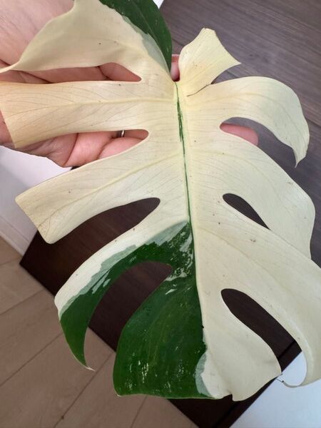モンステラ 斑入り ボルシギアナ ホワイトタイガー ハーフムーン 極斑入り 最上級美株 Monstera デリシオーサ