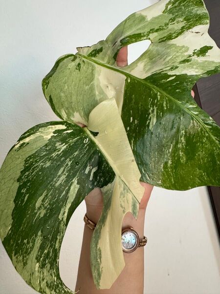大特価 モンステラ 斑入り ボルシギアナ Monstera ボルシギアナ斑入り デリシオーサ 発根済み ホワイトタイガー