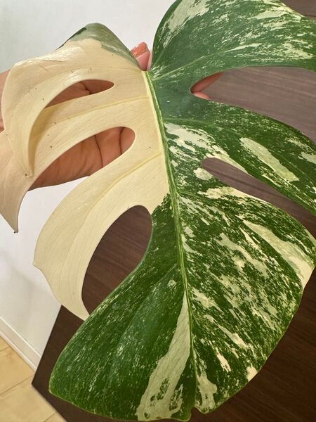 大葉 モンステラ ボルシギアナ斑入り Monstera ホワイトタイガー ハーフムーン 大株 デリシオーサ
