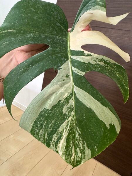 大葉! モンステラ ボルシギアナ 発根済み 斑入り ホワイトタイガー 極斑入り デリシオーサ Monstera 最上級斑入り