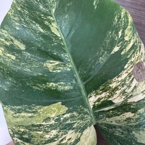 Monstera Deliciosa yellow Marilyn 極斑入り大葉 発根済み