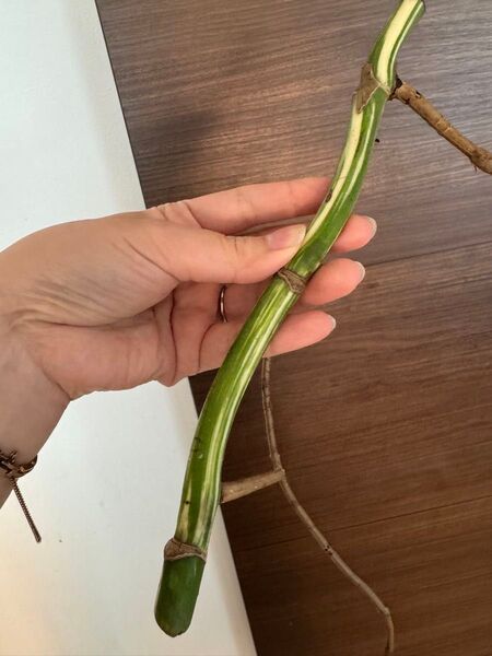 極太茎!新芽3芽付き!斑入りモンステラ ホワイトタイガー ハーフムーン 美茎