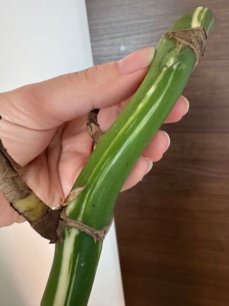 極太茎!新芽2芽付き!斑入りモンステラ ホワイトタイガー ハーフムーン 美茎