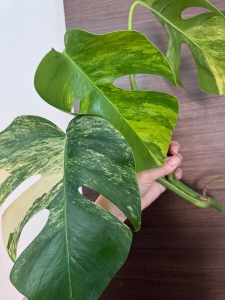 大葉!モンステラ 斑入り デリシオーサ イエローマリリン トップカット 3葉付き Monstera Variegata
