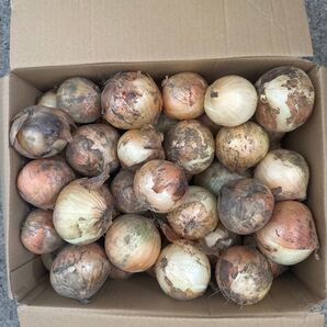 新玉ねぎ5キロ無農薬岡山県産