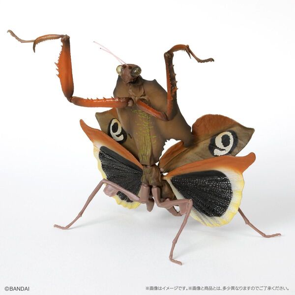 いきもの大図鑑 かまきり04 メダマカレハカマキリ