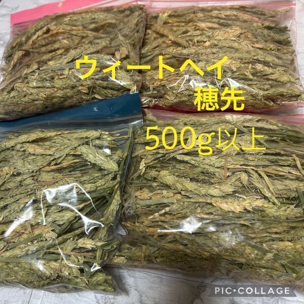 ウィートヘイ 穂先 穂のみ 500g以上 うさぎ 小動物 モルモット おやつ チモシー 牧草