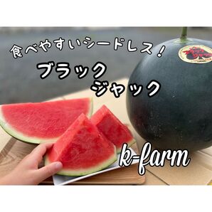 ブラックジャック すいか 黒皮スイカ 西瓜 2玉入り 農家直送 熊本 産地直送 スイカ ハウス おまけ シードレス