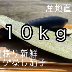 100サイズ 箱いっぱい 産地直送 農家直送 朝採り 新鮮野菜 野菜 茄子 ナス なす