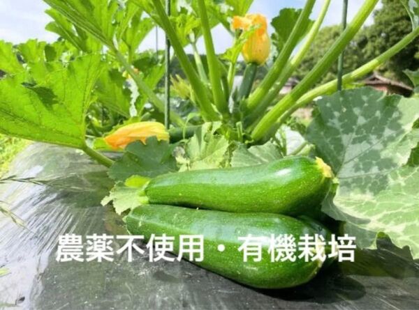 化学農薬、化学肥料不使用 ズッキーニ 緑 約1kg