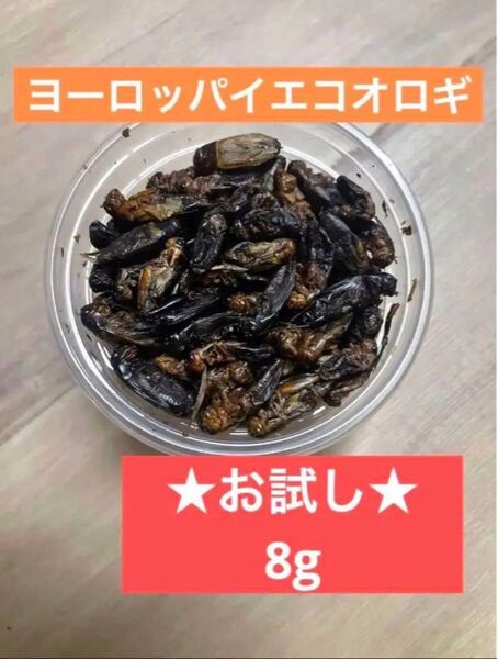 ヨーロッパイエコオロギ 約8g 爬虫類 両生類 乾燥コオロギ ドライコオロギ