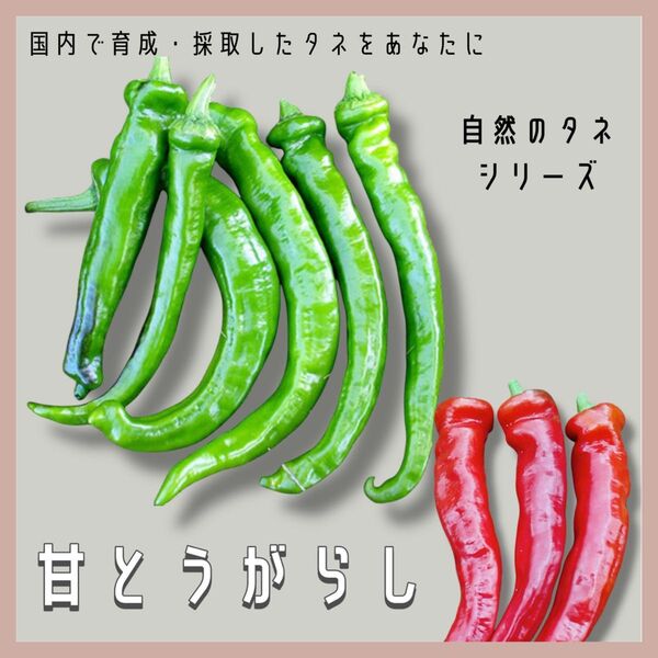 【国内育成・採取】 甘とうがらし 家庭菜園 種 タネ ピーマン シシトウ 野菜
