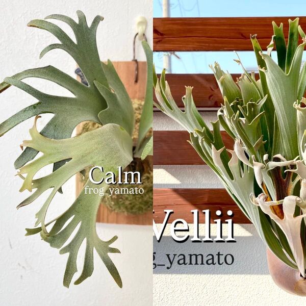 willinckii calm × vellii カーム×ベリー mix spore ビカクシダ ベイチー ヒリー ウィリンキー