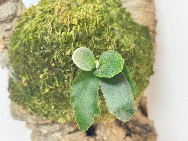 コルク付け P.willinckii nano spore スポア ウィリンキー スーパードワーフ dwarf ビカクシダ