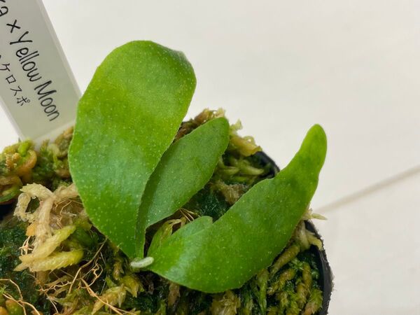 ginka × willinckii yellow moon ミックスspore ギンカ イエロームーン ビカクシダ