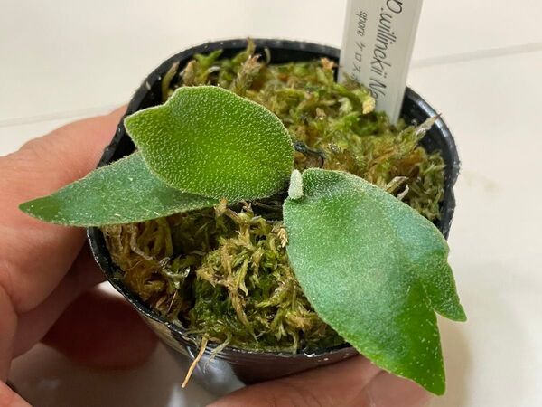 P.willinckii nano spore ウィリンキー スーパードワーフ dwarf ビカクシダ