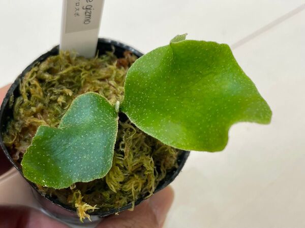 P.White gizmo ギズモ spore スポア ビカクシダ ポット 現品