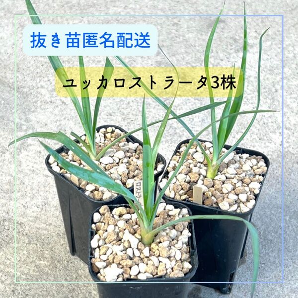 ユッカロストラータ3株セット 抜き苗ネコポス 実生苗 匿名配送