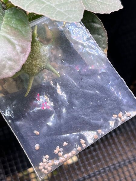 ドルステニア フォエチダ モンスター 新鮮 種子 10粒 塊根植物 多肉植物 珍奇植物 実生 コーデックス