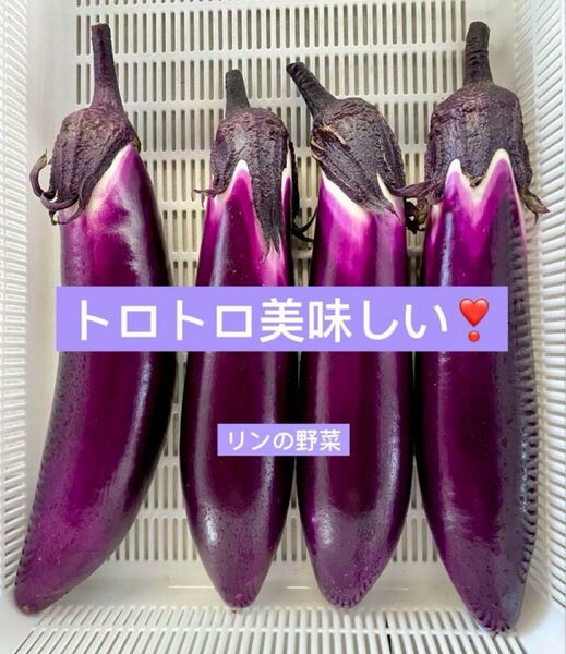 朝採り!採りたて新鮮トロトロ美味しい!なす 茄子 ナス トロトロ赤なす 60サイズ