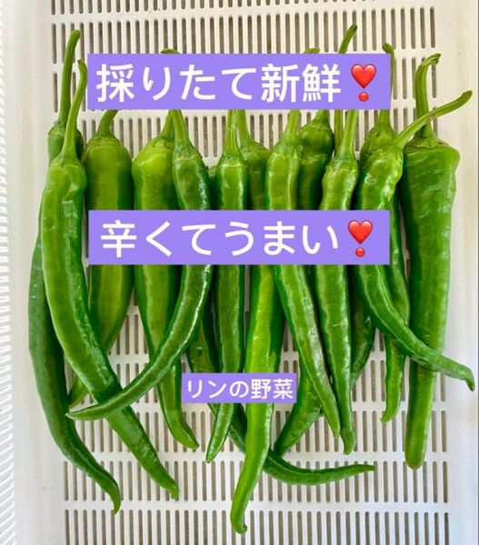 辛くてうまい!とうがらし 青唐辛子 多種ミックス!箱資材込み約1.9〜2kg