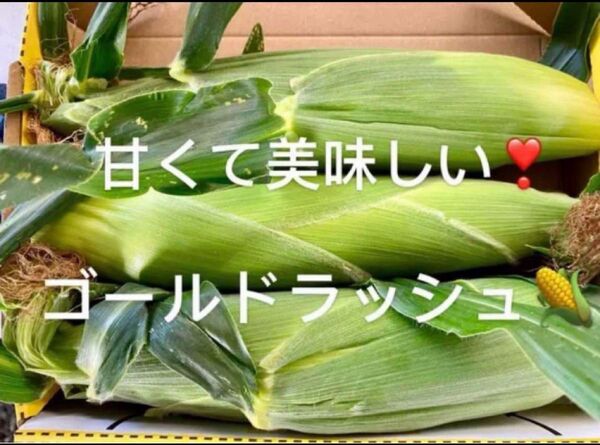 農薬不使用!朝採り!甘くて美味しいとうもろこし スイートコーン ゴールドラッシュ