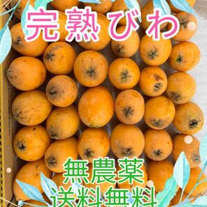 びわ 無農薬 約1kg