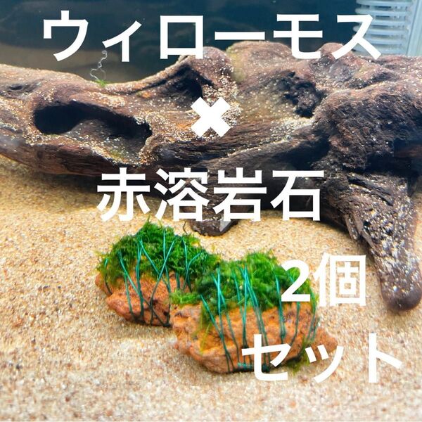 (巻きたて)ウィローモス×赤溶岩石(3cm)×2個