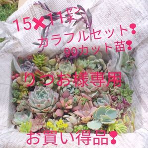 りつお様専用 お買い得品! 色鮮やかな18品種エケベリア入りのぜダムの詰め合わせ 90カット苗 おまけたっぷり付き!