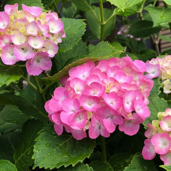 あじさい 紫陽花 アジサイ さし穂3本