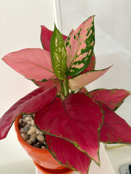 アグラオネマ ビューティー 抜き苗1本 Aglaonema
