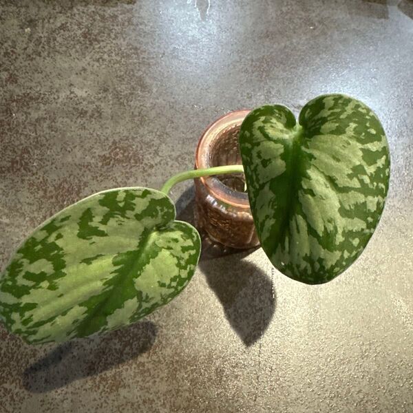 スキンダプサス 観葉植物 シルバー系