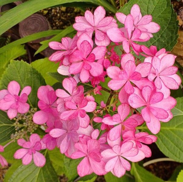 紫陽花 アジサイ 苗☆ピンク☆宿根草!1株!