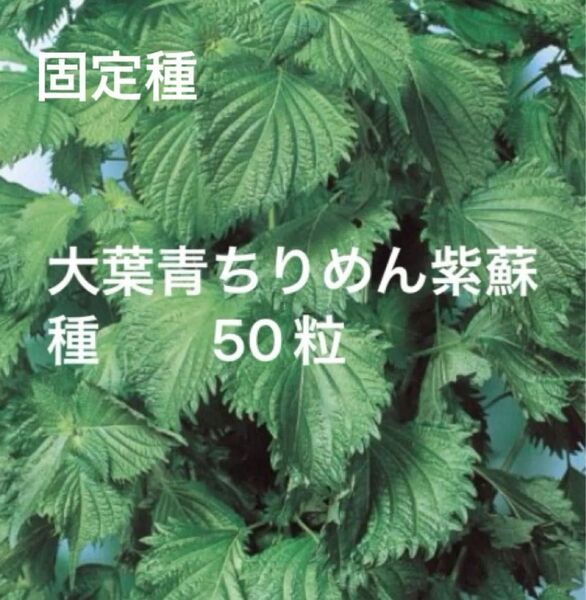 固定種 青じそ 大葉 青紫蘇縮緬 50粒 野口種苗 国内採種品 無消毒種子