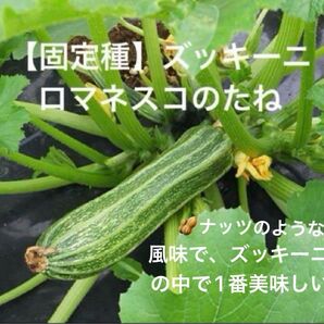 【固定種】ロマネスコズッキーニの種 5粒 無消毒種子 花ズッキーニ レアズッキーニ シマシマズッキーニ エアルーム品種