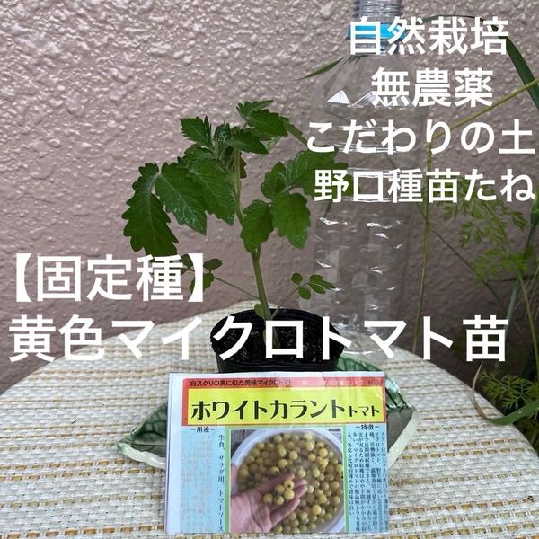 【固定種】ホワイトカラントトマト1苗 自然栽培 黄色マイクロトマト 銀の土 野口種苗たね 農薬不使用栽培 極小トマト 家庭菜園