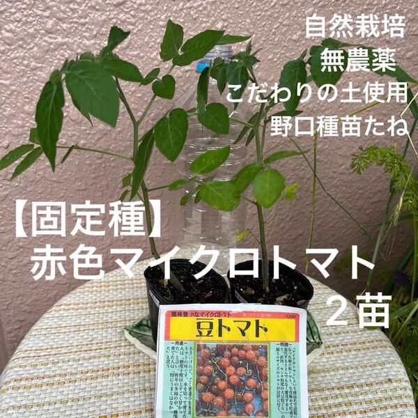 【固定種】赤色マイクロトマト2苗 豆トマト自然栽培 野口種苗たね 銀の土 農薬不使用栽培 極小トマト レアトマト 家庭菜園 夏野菜