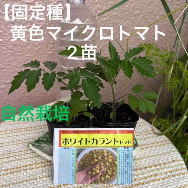 【固定種】ホワイトカラントトマト2苗 自然栽培 黄色マイクロトマト 野口種苗たね 銀の土使用 農薬不使用 極小トマト レアトマト
