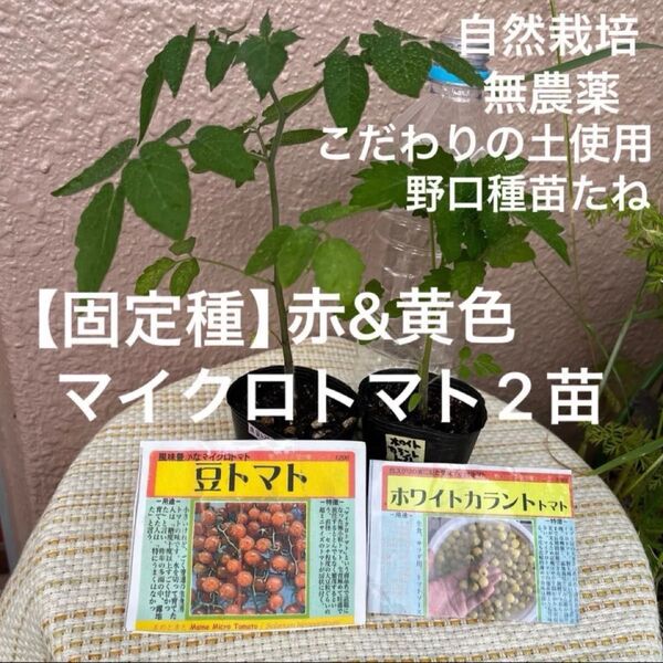 【固定種】赤&黄色マイクロトマト苗 2苗 自然栽培 野口種苗たね 農薬不使用栽培 銀の土 極小トマト レアトマト 豆トマト