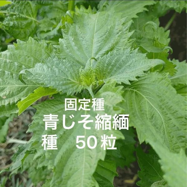 固定種 青じそ 大葉 青紫蘇縮緬 50粒 野口種苗 国内採種品 無消毒種子