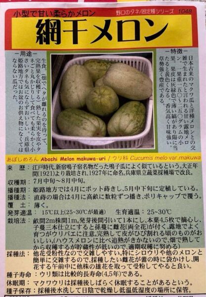 【固定種】網干メロンの種 5粒 野口種苗 固定種 無消毒種子 国内採種品