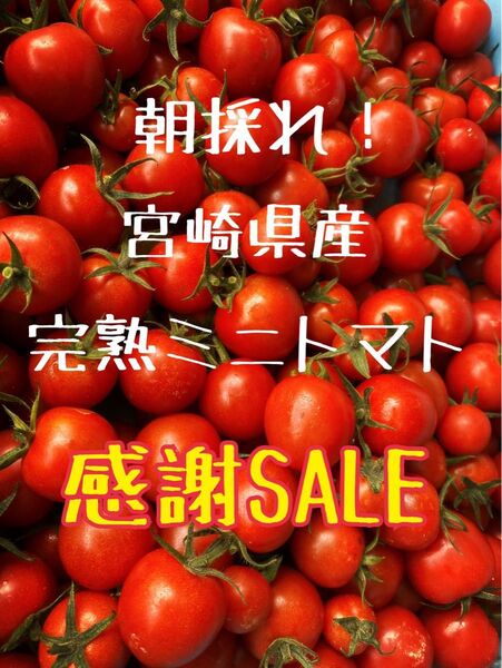 宮崎県産 完熟ミニトマト 2kg