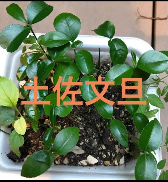 土佐文旦 幼苗 抜き苗 3本セット