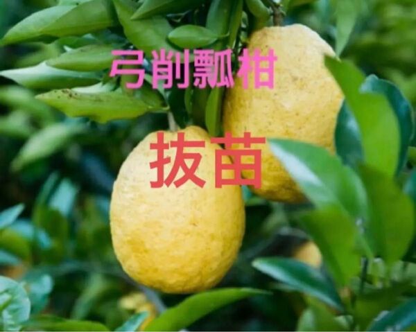弓削瓢柑の抜き苗 2本セット
