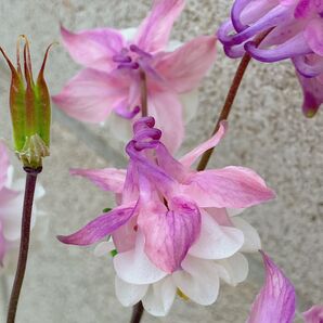 種70粒 ウィンキーダブル&ローズホワイト 種 西洋オダマキ