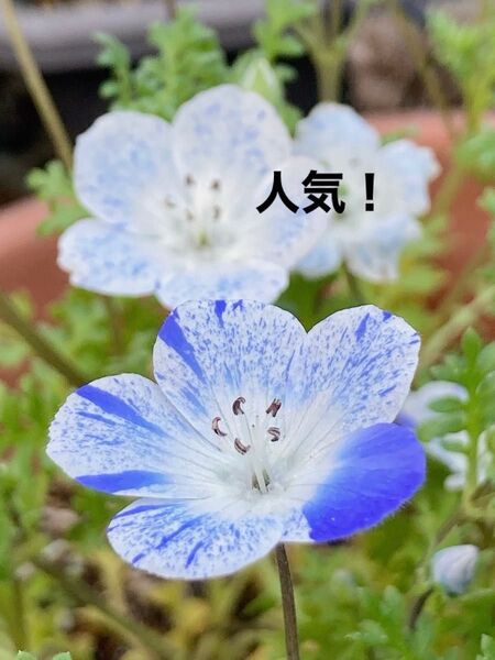 種30粒 斑入り、しぼりのネモフィラ