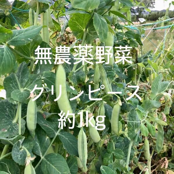 無農薬野菜 グリーンピース グリンピース 鞘付き 約1kg